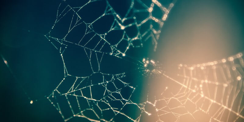 Spisder web looking like neural network