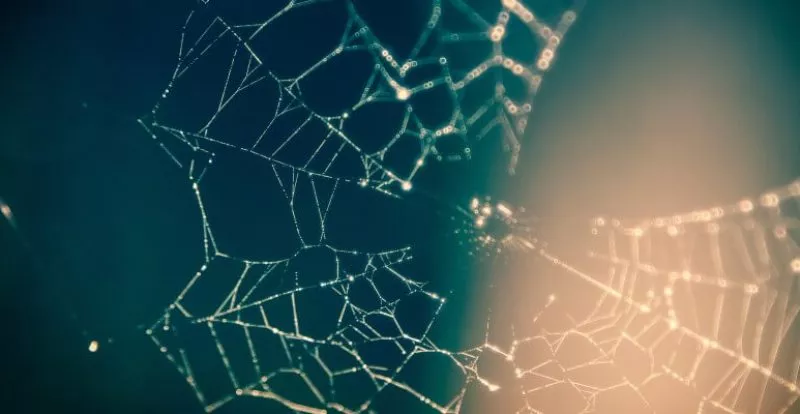 Spisder web looking like neural network